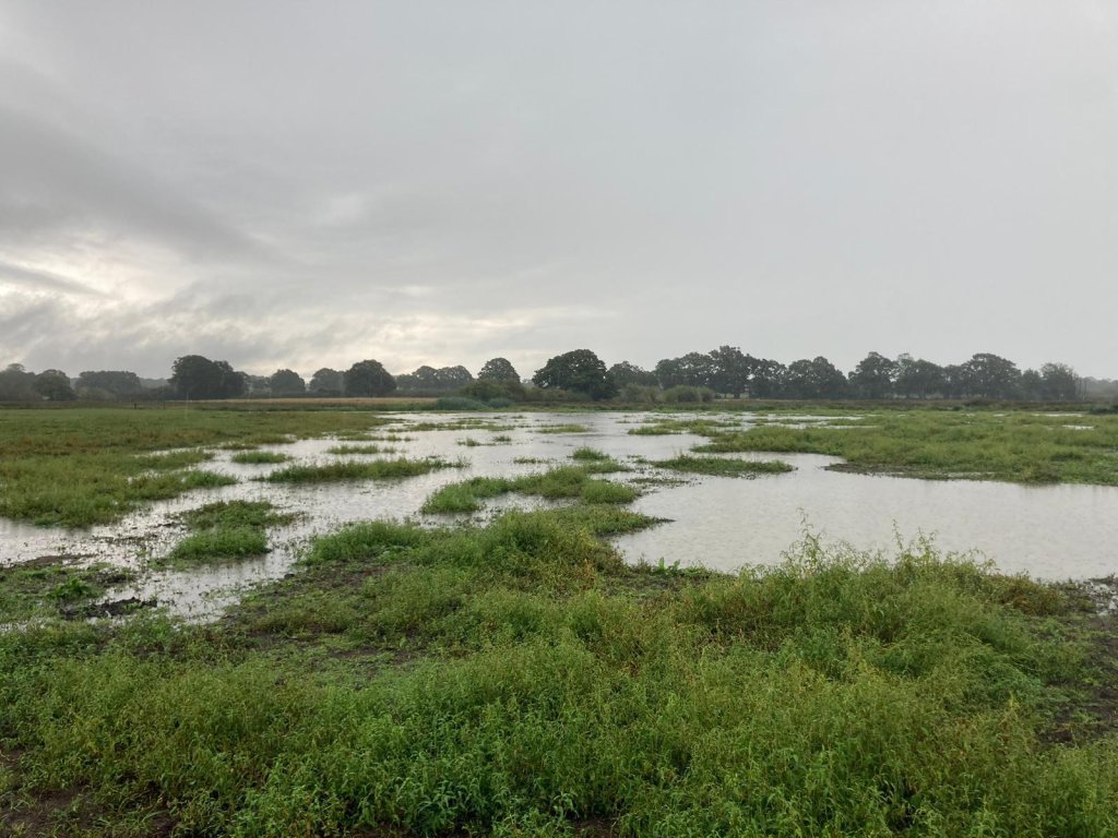 Wetland Creation near Partridge Green as part of our expanding wetland network.