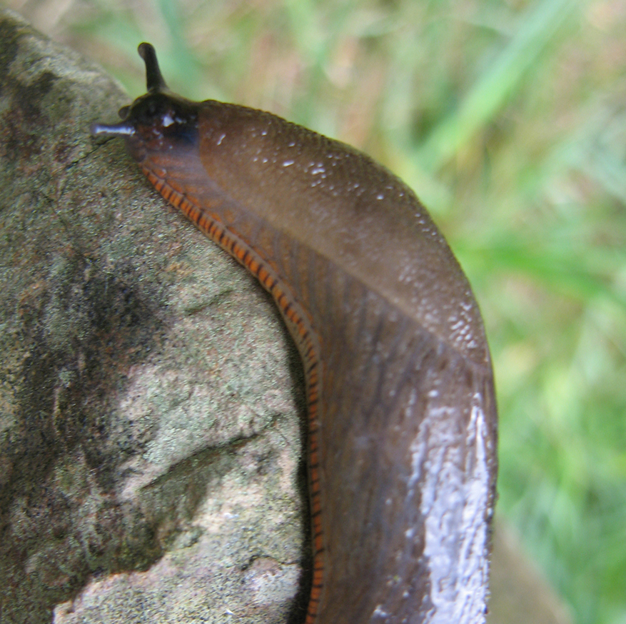 Alternative slug control methods